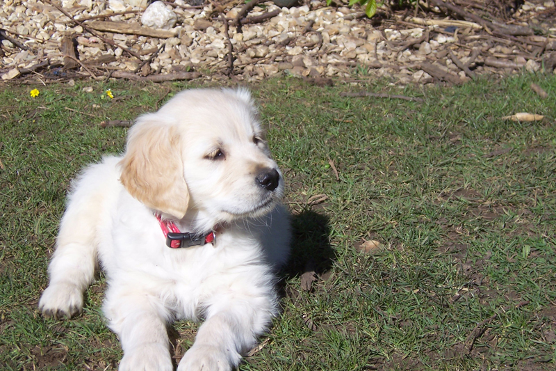 12-weeks-old