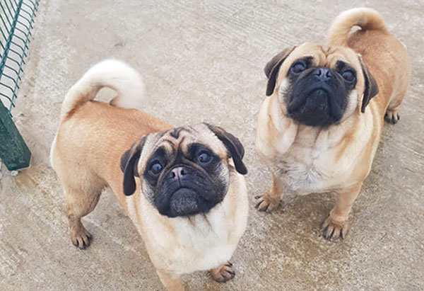 Buzz-&-Narla2
