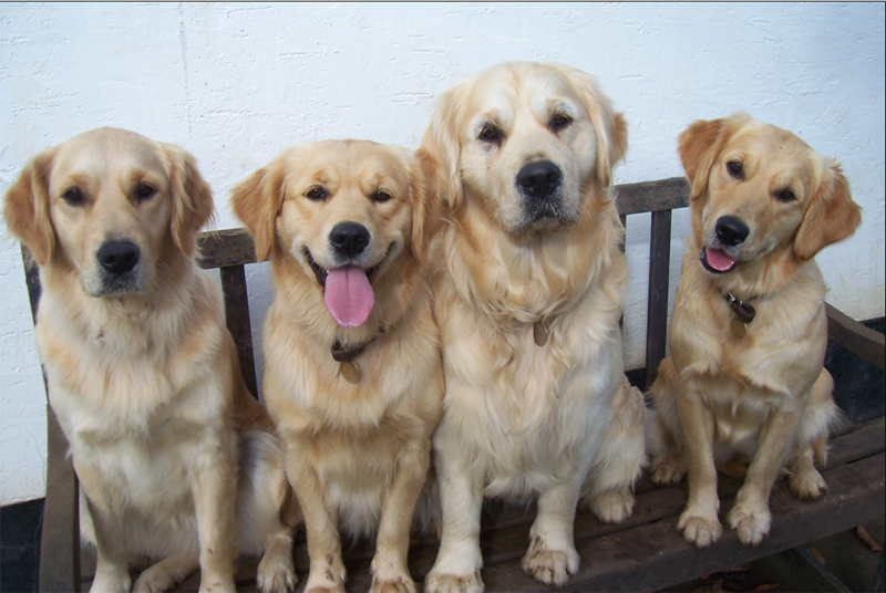 dogs-gallery