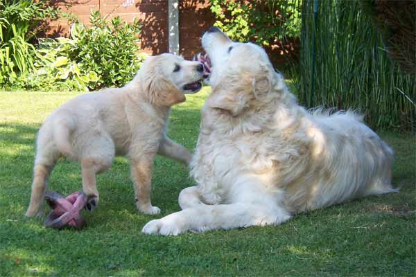 labradors2_tygwynkennels